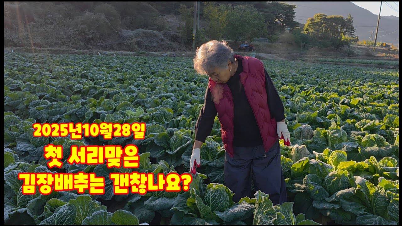 10월28일 첫서리내렸어요  김장배추 괴산절임배추 90일배추 충북괴산 [김장배추재배방법]