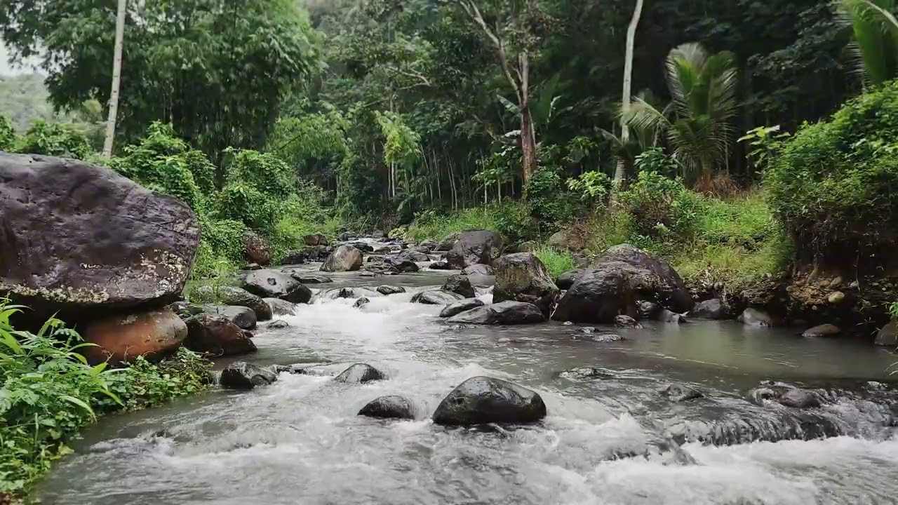 Immerse Yourself in Calming Water Sounds and Serene Forest Creek for Mental Balance