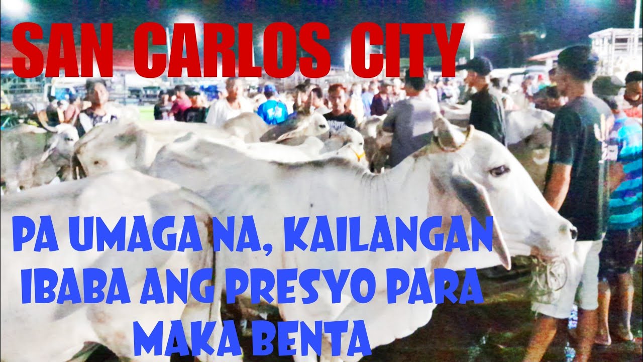 June 15, 2024 Update  Presyo ng Baka sa San Carlos Livestock Market in Pangasinan #livestockmarket