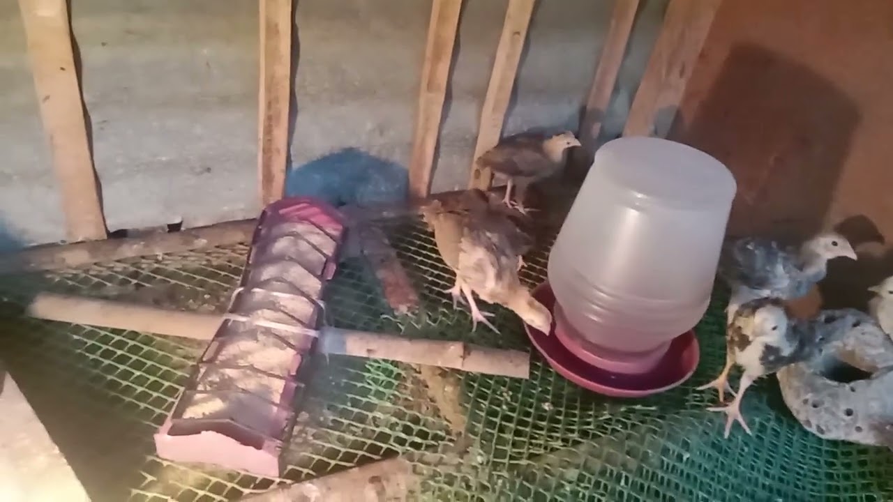 Sisiw update...Malaki na yong unang pasisiw sa aking munting backyard 11/06/24.
