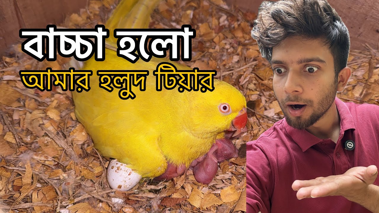 অবশেষে ডিম থেকে বাচ্চা হলো আমার হলুদ টিয়া পাখির 😍 #parrot #wildlife #ringneck