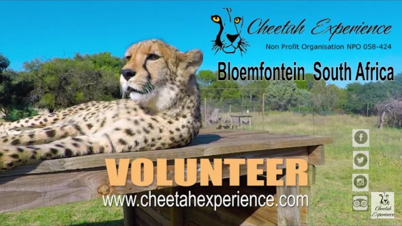 Volunteer at Cheetah Experience - Support Endangered Species Conservation - EXTENDED VIDEO
