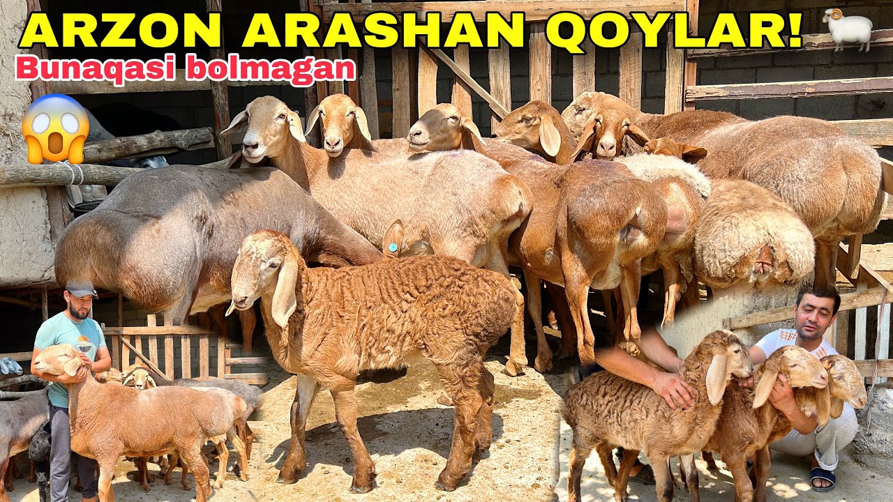 &ldquo;Elita Arashan Qoylar Keldi! Toza Liniya &mdash; Sifat Kafolatlangan&rdquo;😱