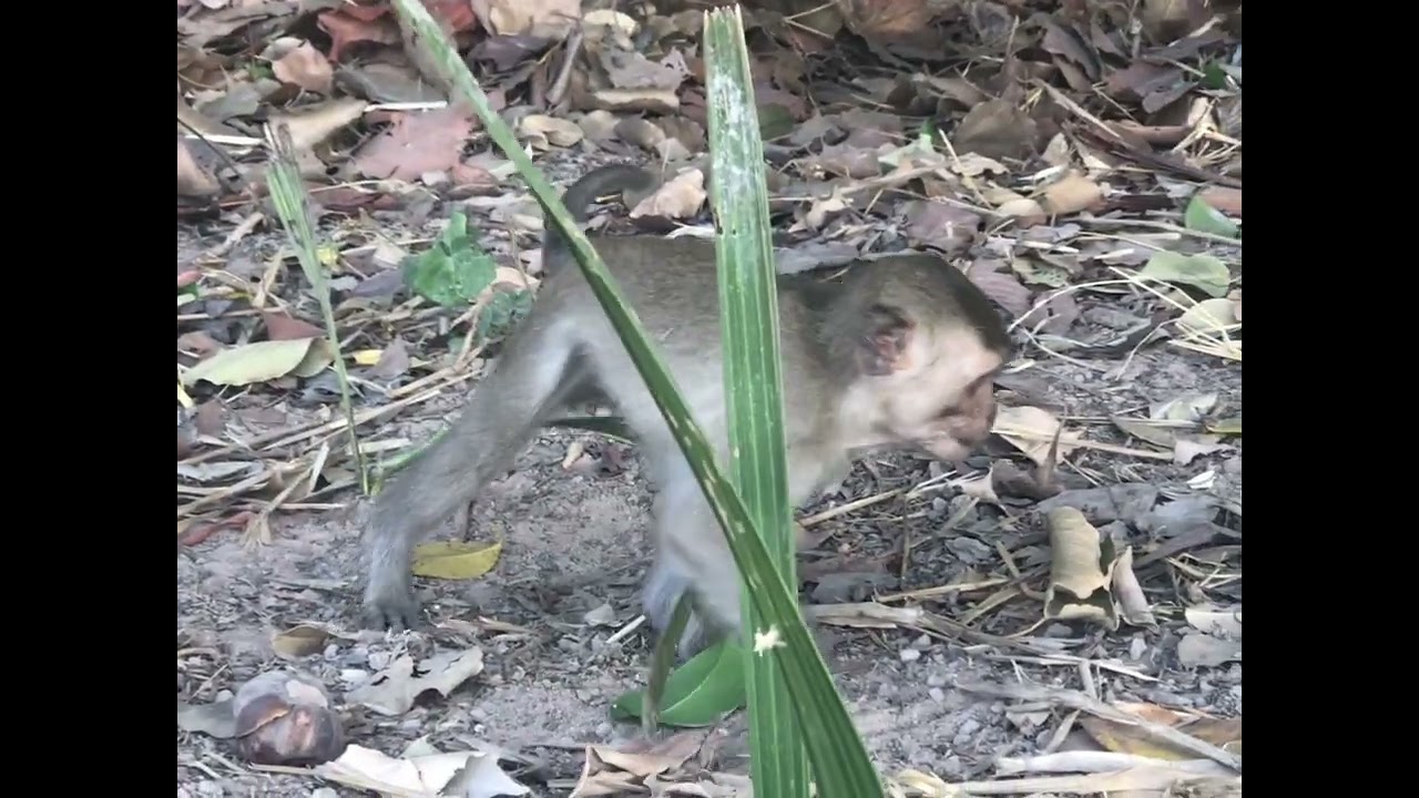 Monkey Daily Show