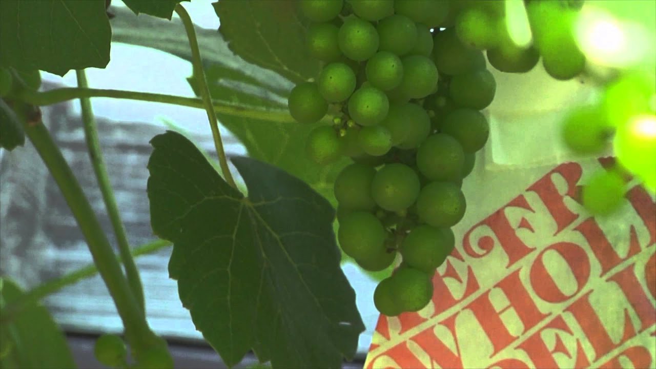 Bagging grapes: why? how?