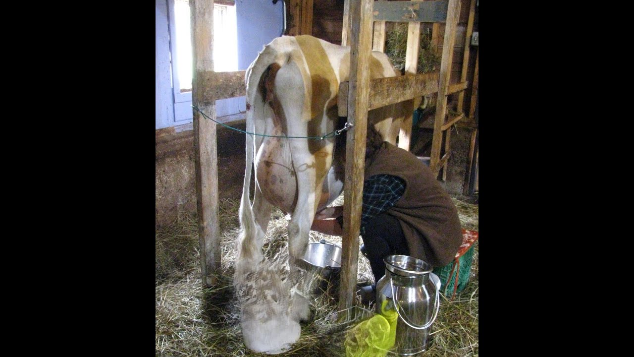 Hand Milking A Much Calmer Cow & Making Butter