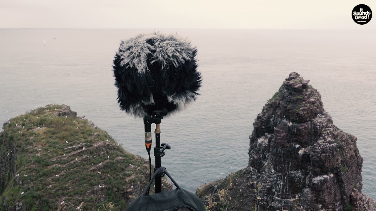 Bird's sounds in Cap-Frehel, Bretagne - France (MS setup)