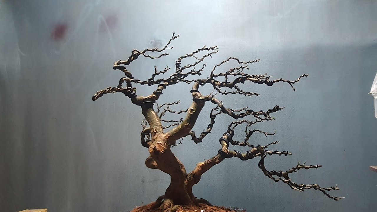 Cách làm tàn cây bonsai bạt phong không bị rối.cách vô kẽm để có lực uốn và không chồng lên nhau.