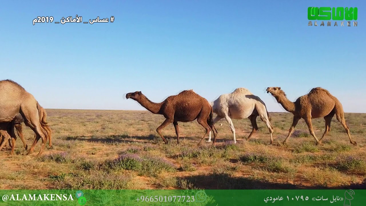 عساس الأماكن المنطقة الشمالية الحلقة 22