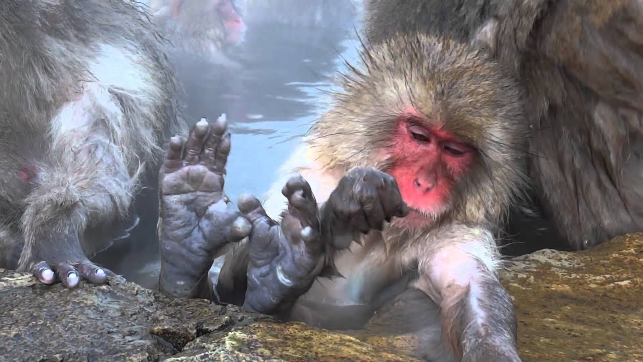 Japanese snow monkeys in and around a hot spring (onsen)