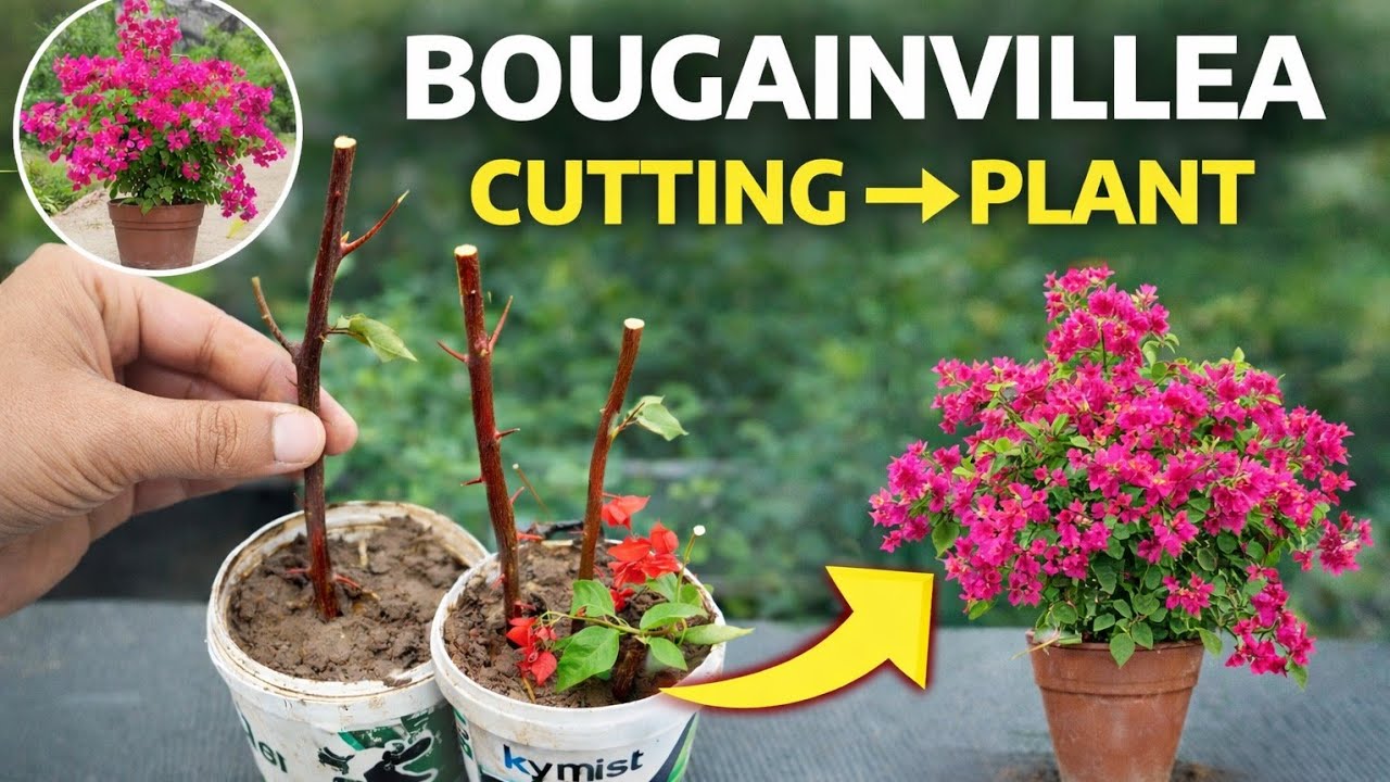 FASTEST Way to Grow Bougainvillea From Cutting | Bougainvillea ki cutting kaise lagaye | ECOSAPLINGS