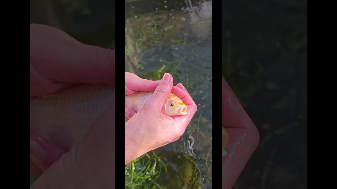 Koi #koi #foryou #aquarium #fish #gew&auml;chshaus #carp #koikarpfen #koiteich #fypyoutube