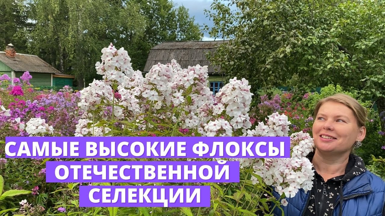 Высокорослые флоксы, отечественной селекции