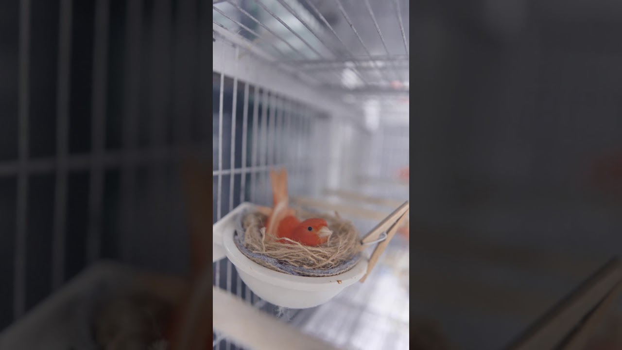 Canary preparing nest