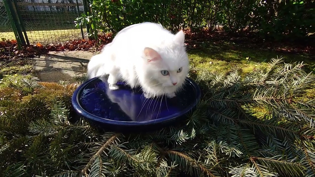 Welche Katze liebt bitte Wasser? Unsere! 😅💦  #cats