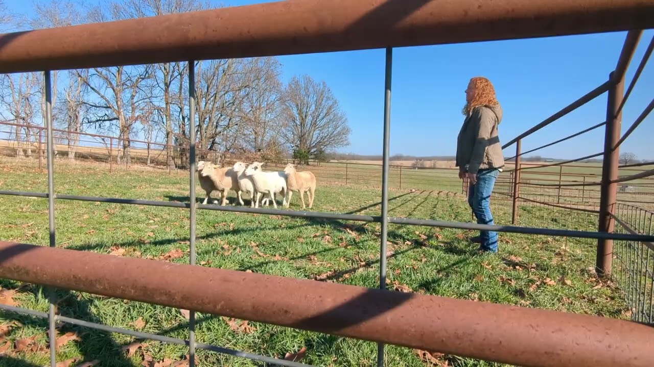 Flint Sheep 11/5/25- Stops and Overflanking