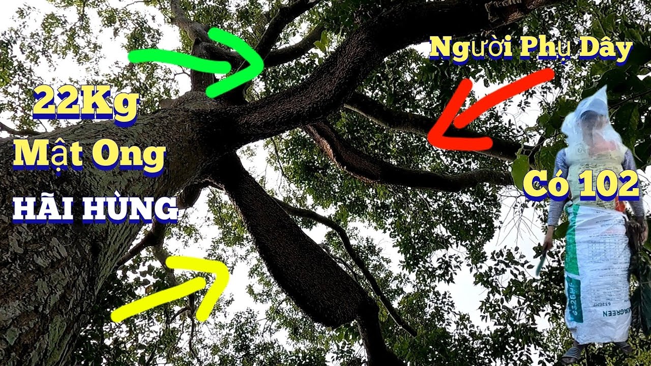 #887.Chinh Phục Cây Sao LỚN NHẤT Cồn Phong Nẩm 5 Tổ. Conquer the BIGGEST Star Tree in the Conqueror