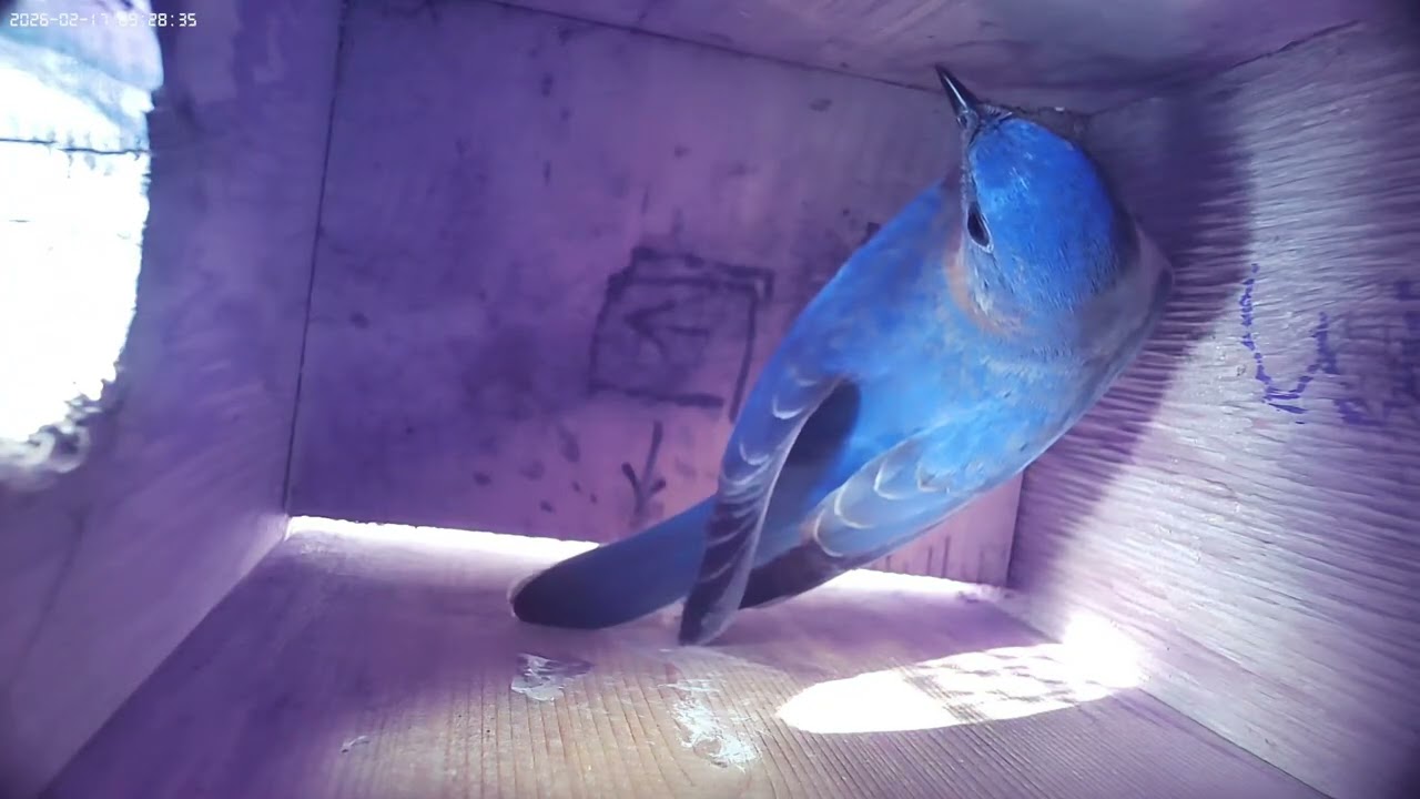 2-18-26 Bluebird Houses 