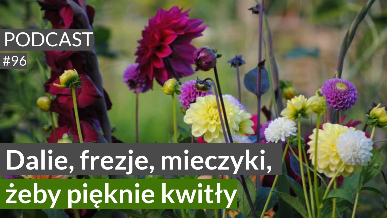 NoO 96. Dalie, frezje, mieczyki, żeby pięknie kwitły