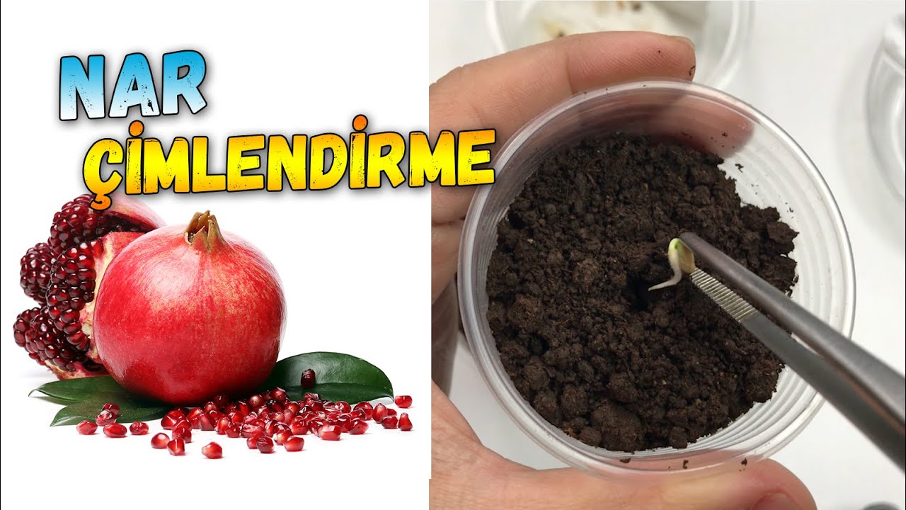 Как прорастают гранаты?