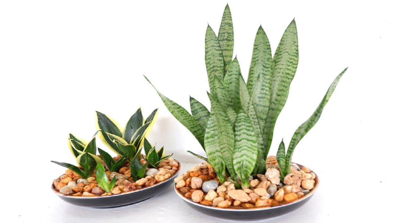 How to Make Snake Plant (Sansevieria) Home Decor for Living Room or Kitchen Center Table