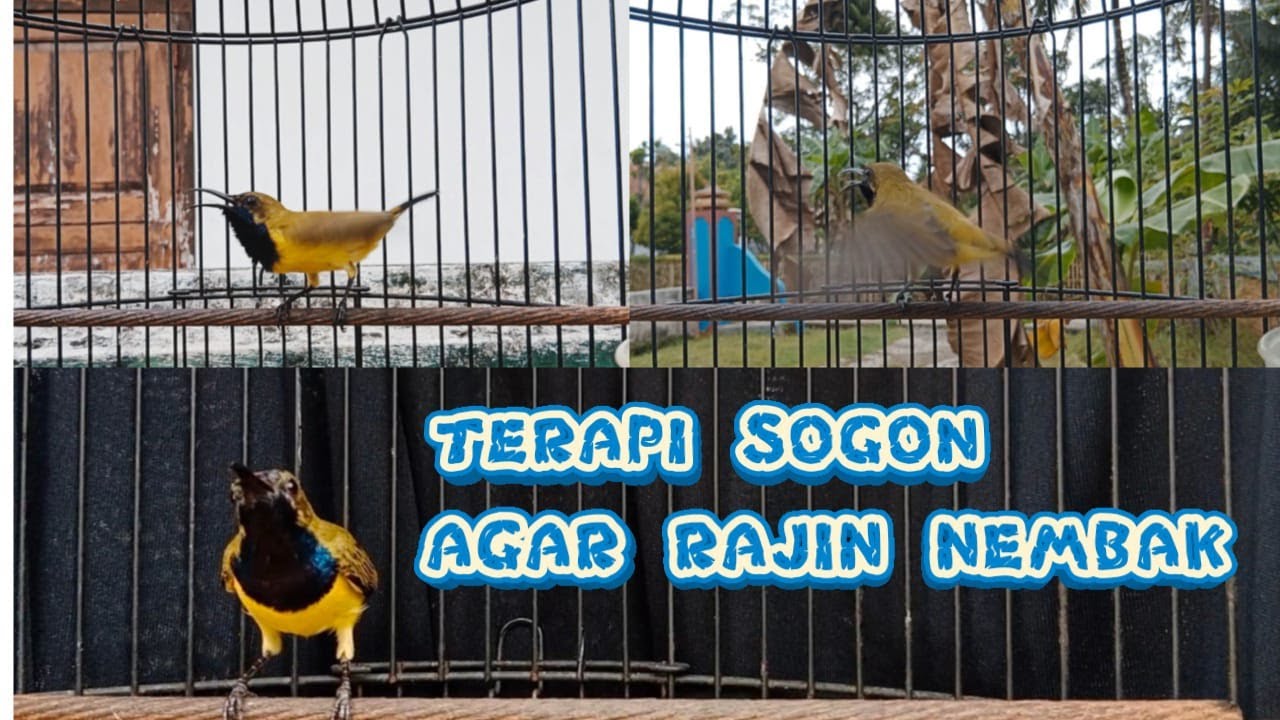 PANCINGAN AGAR RAJIN NEMBAK DENGARKAN SUARA SOGON INI  #pancingansogongacor #sogongacor #sogokontong