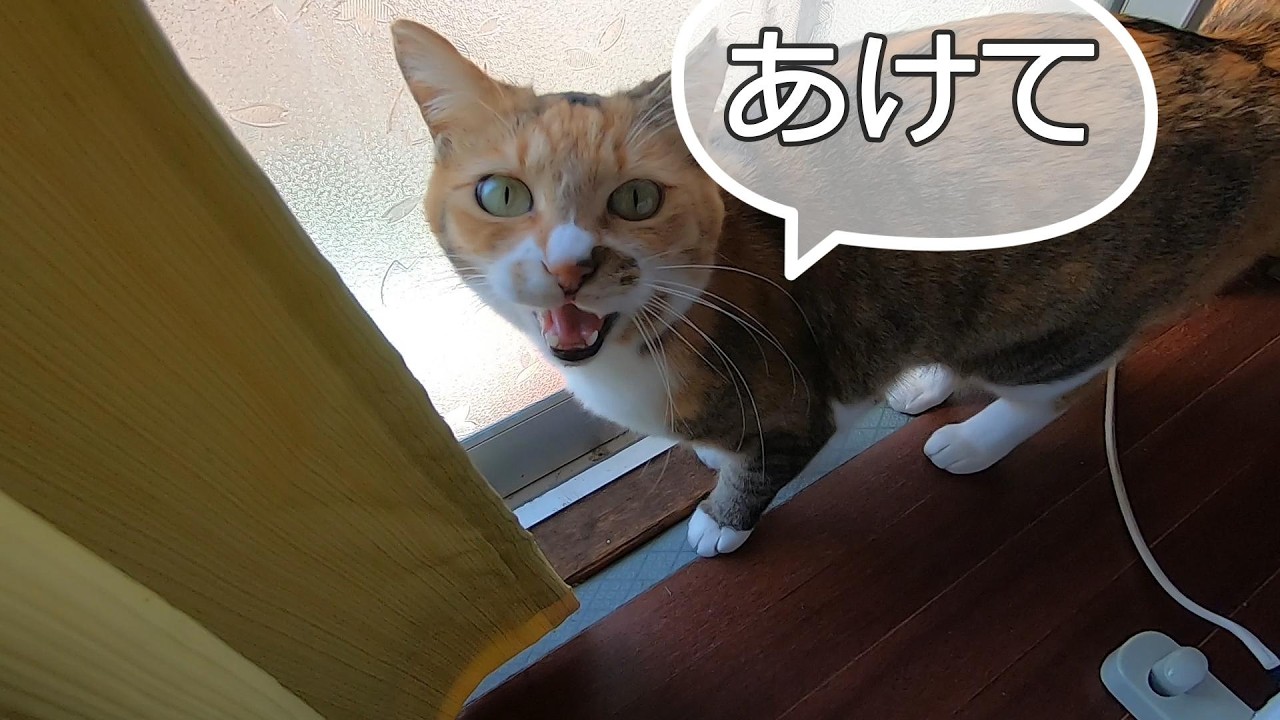 父に「開けて」と言ってサッシを開けさせる娘猫