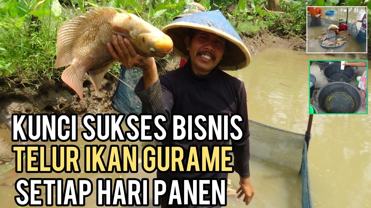 KUNCI SUKSES BISNIS TELUR IKAN GURAME ||  SETIAP HARI PANEN SIAP JADI JUTAWAN~Dunia Kita Official