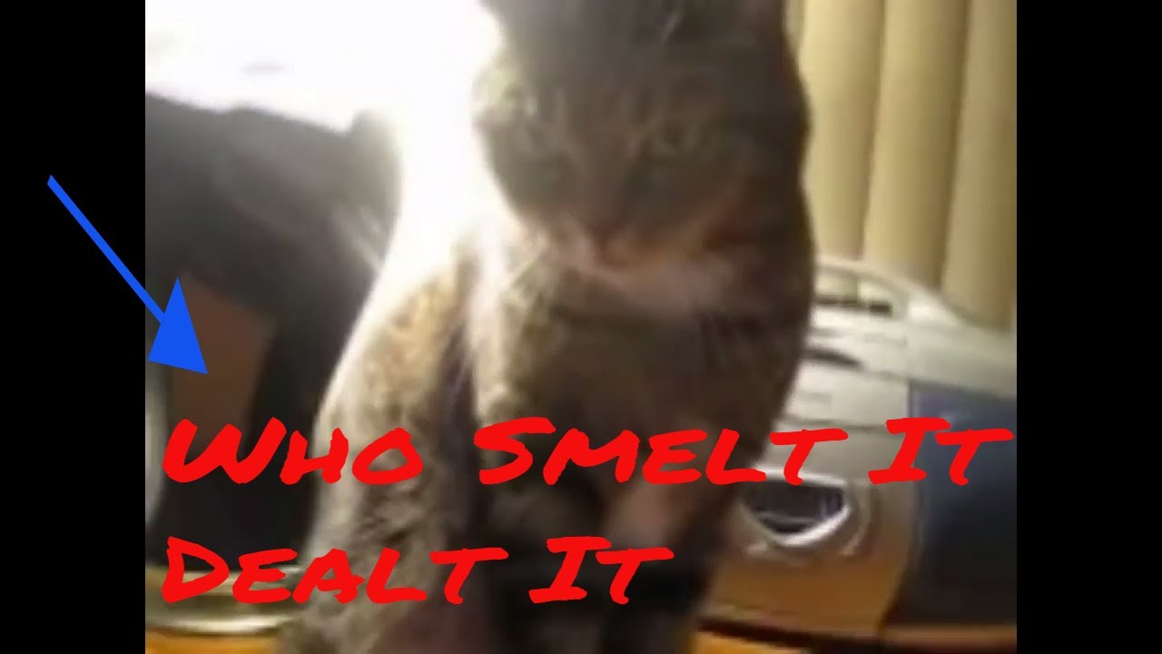 Самые смешные пуки животных 🐈💨