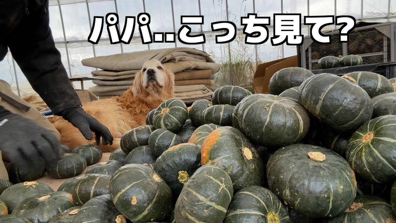 手伝ってるのに見てくれない...