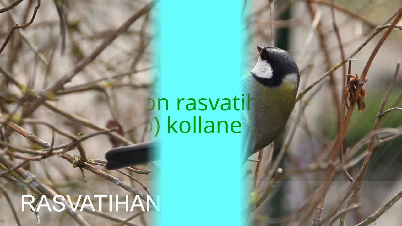 Eestis talvituvad linnud