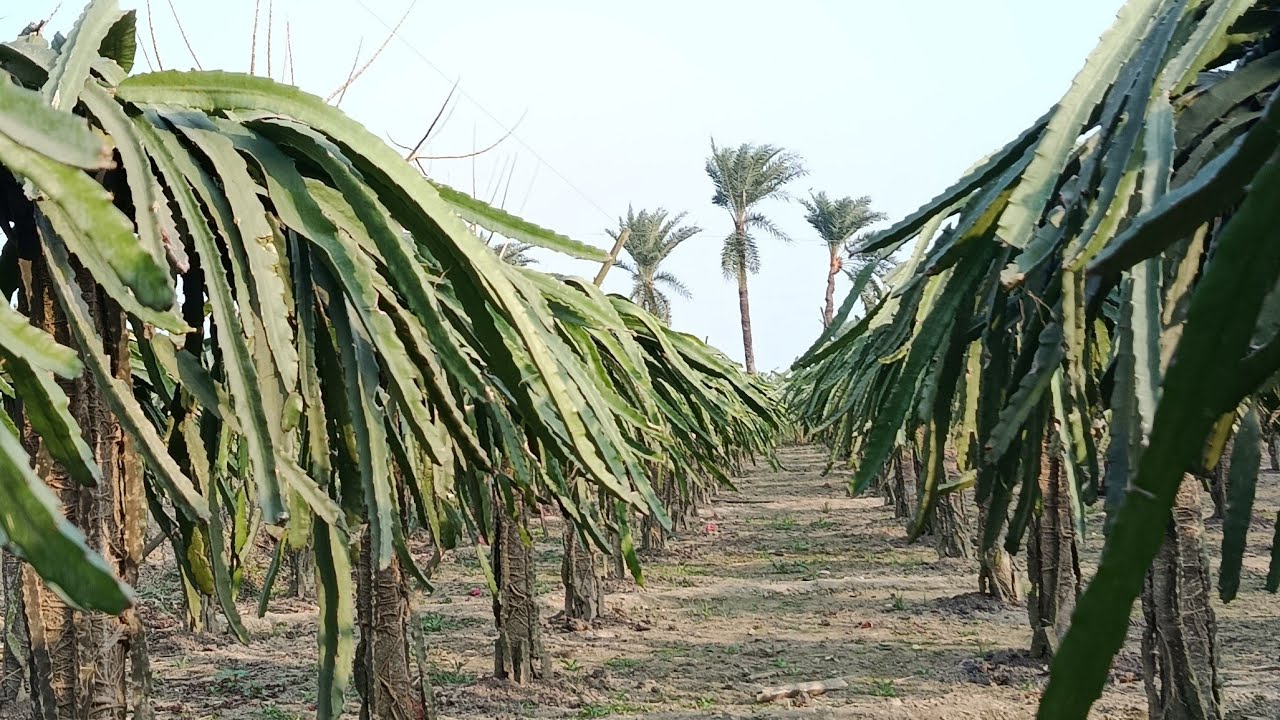 ABS AGRO DAIRY FARM is live