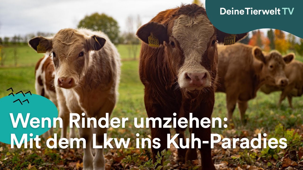 Wenn Rinder umziehen: Mit dem Lkw ins Kuh-Paradies
