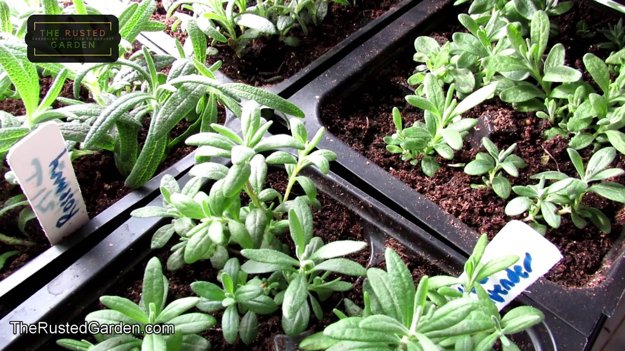 In 60 Seconds or Sow: 3 Tips for Growing Rosemary & Lavender - Stratification, Over-Seed & Dry Mix