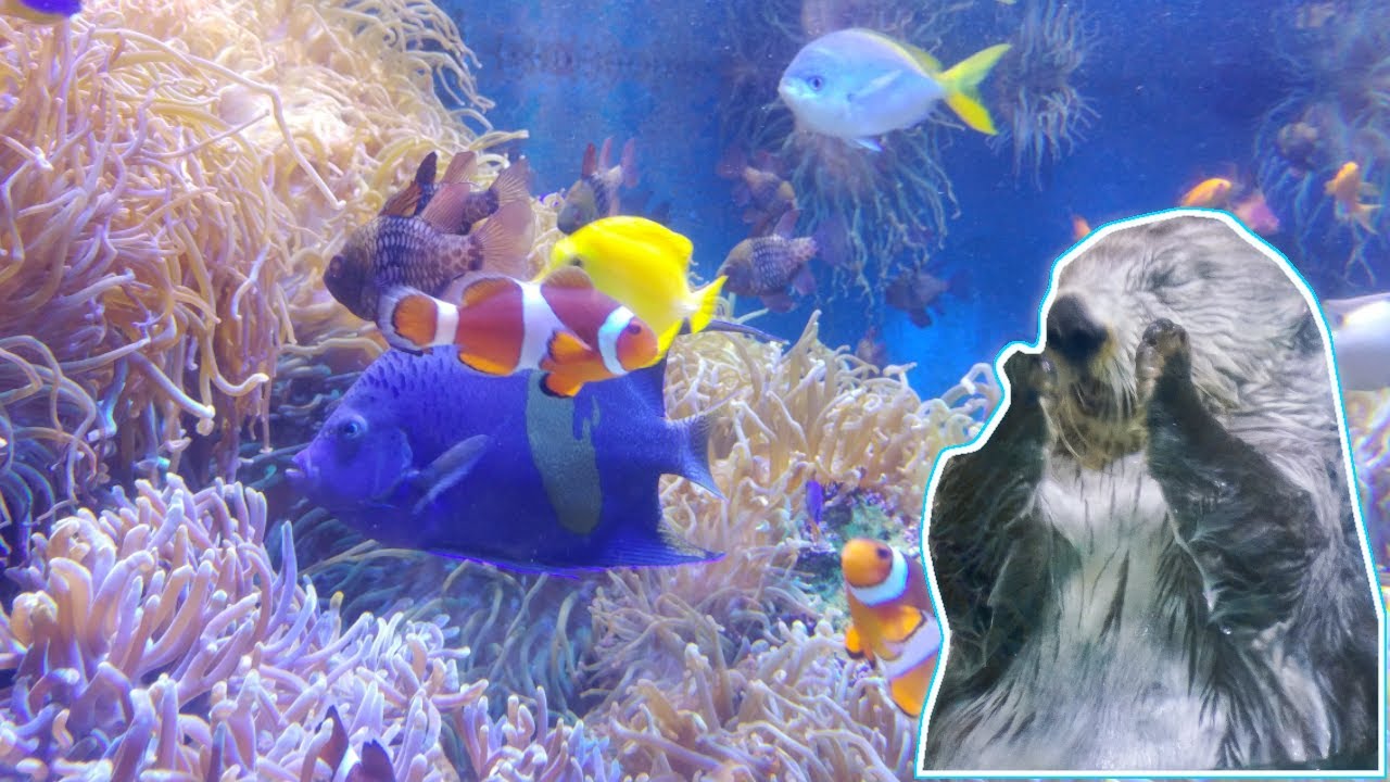 【三重県 4K】鳥羽水族館の散歩(立体音響ASMR)