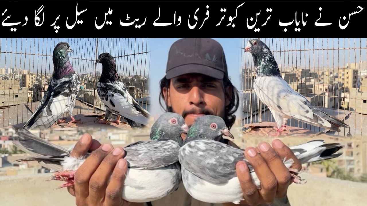 High Quality HighFlyer Pigeons At Hasan Setup Ferozpuri Zakh Teddy 35 Walay Dub Walay Golden  😯🥰😃