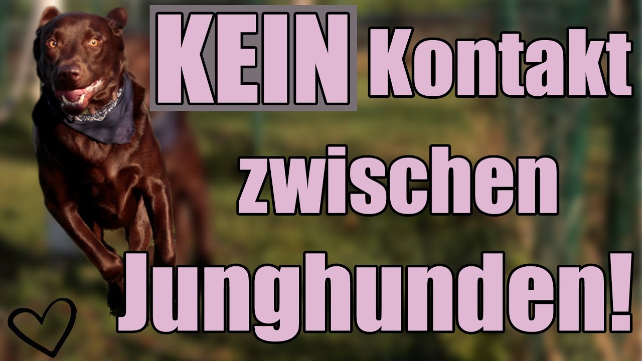 Körpersprache erkennen - deswegen macht Welpenschule KEINEN Sinn!, Kommunikation unter Junghunden