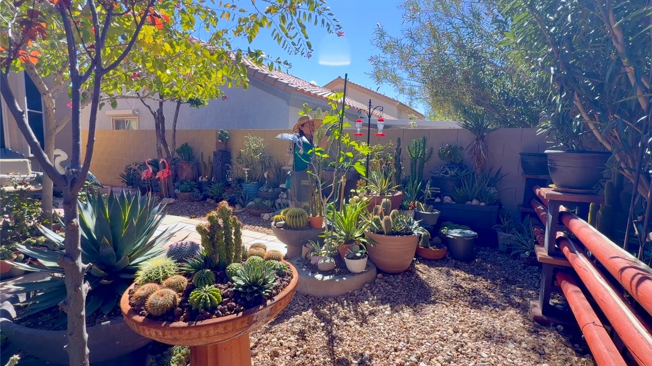 Our cactus garden waking up.  저희 선인장 정원이 깨어나고 있어요.