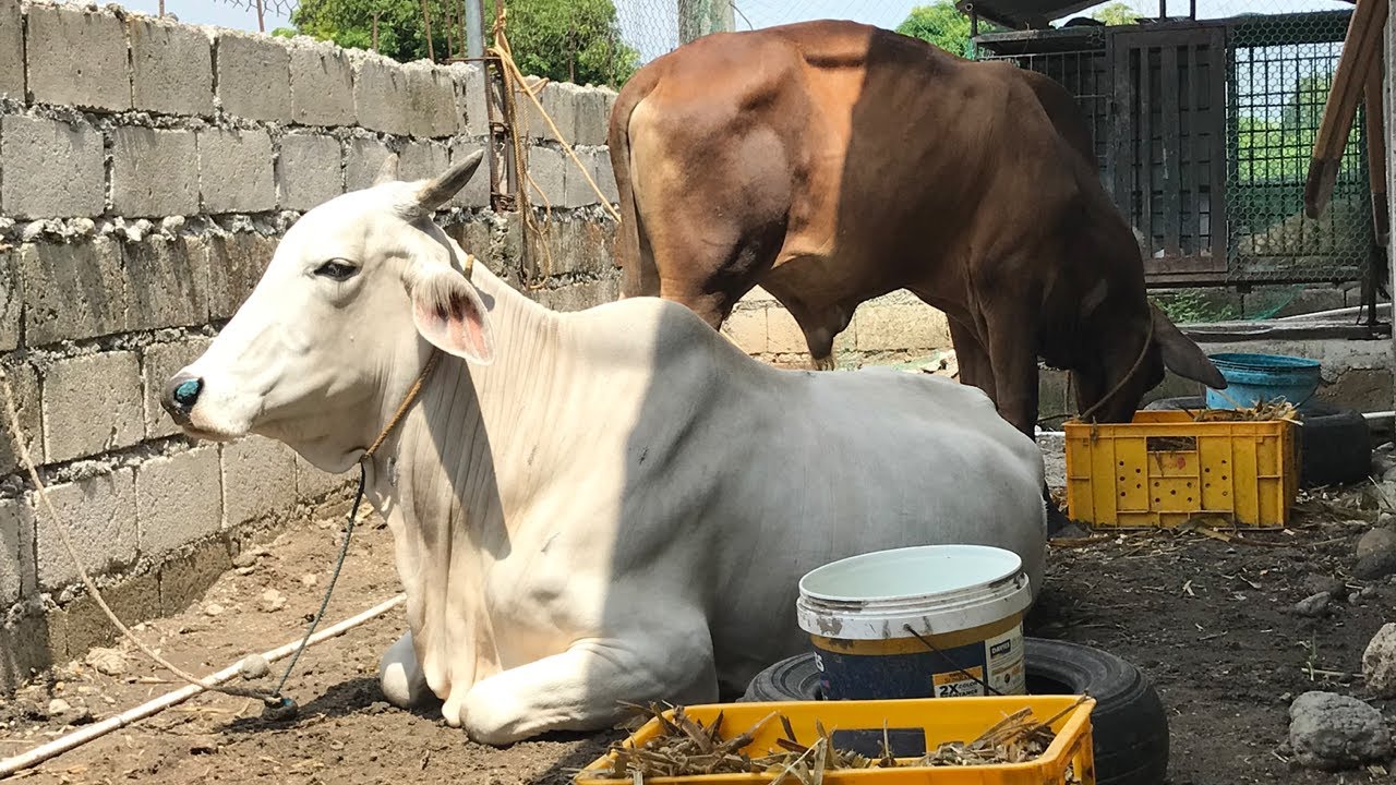 Mabo-BLOAT ba ang Baka Kapag Matakaw Ito sa Napier?