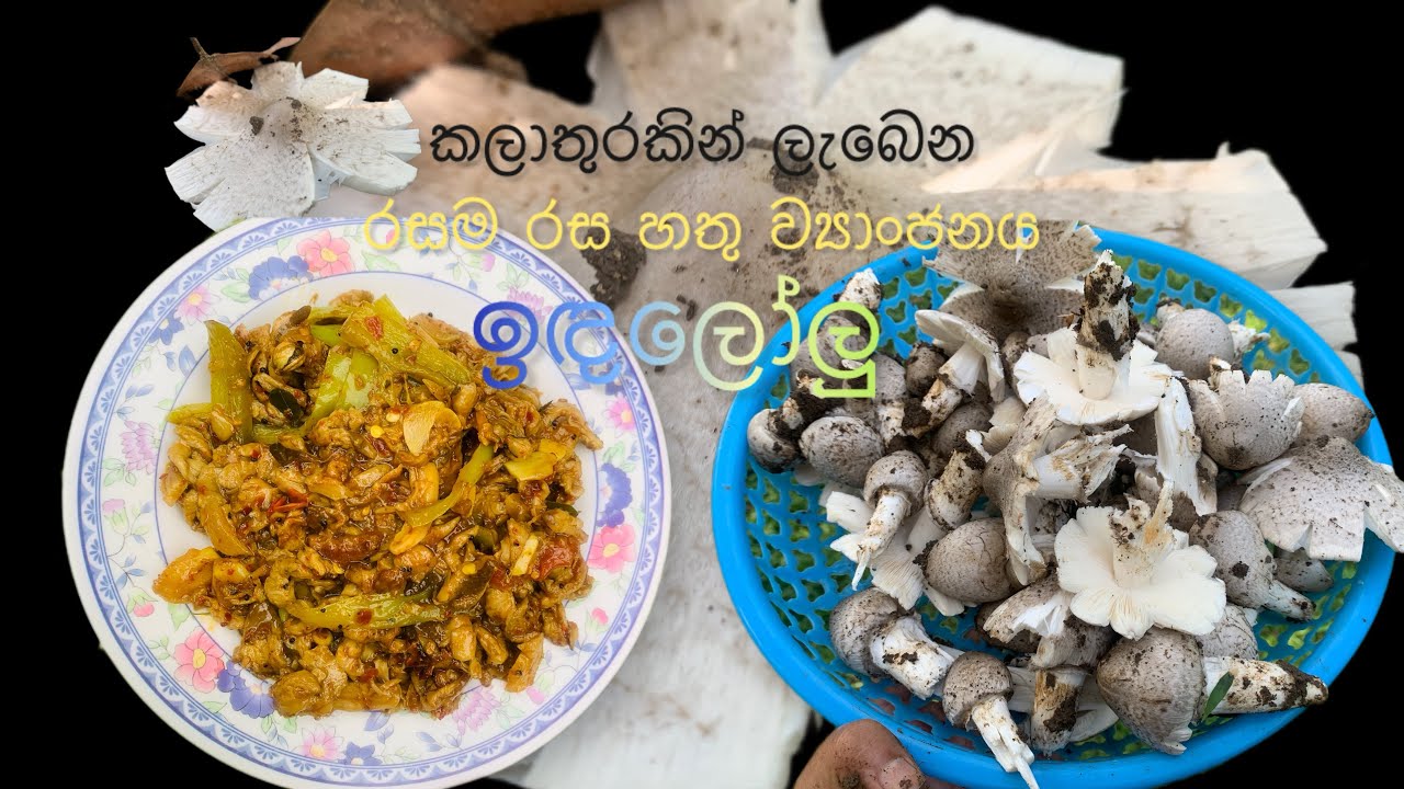 කලාතුරකින් ලැබෙන රසම රස හතු ව්‍යාංජනය | ඉඳලෝලු #mushroom #healthylifestyle #food 🍄🍄‍🟫🍚 