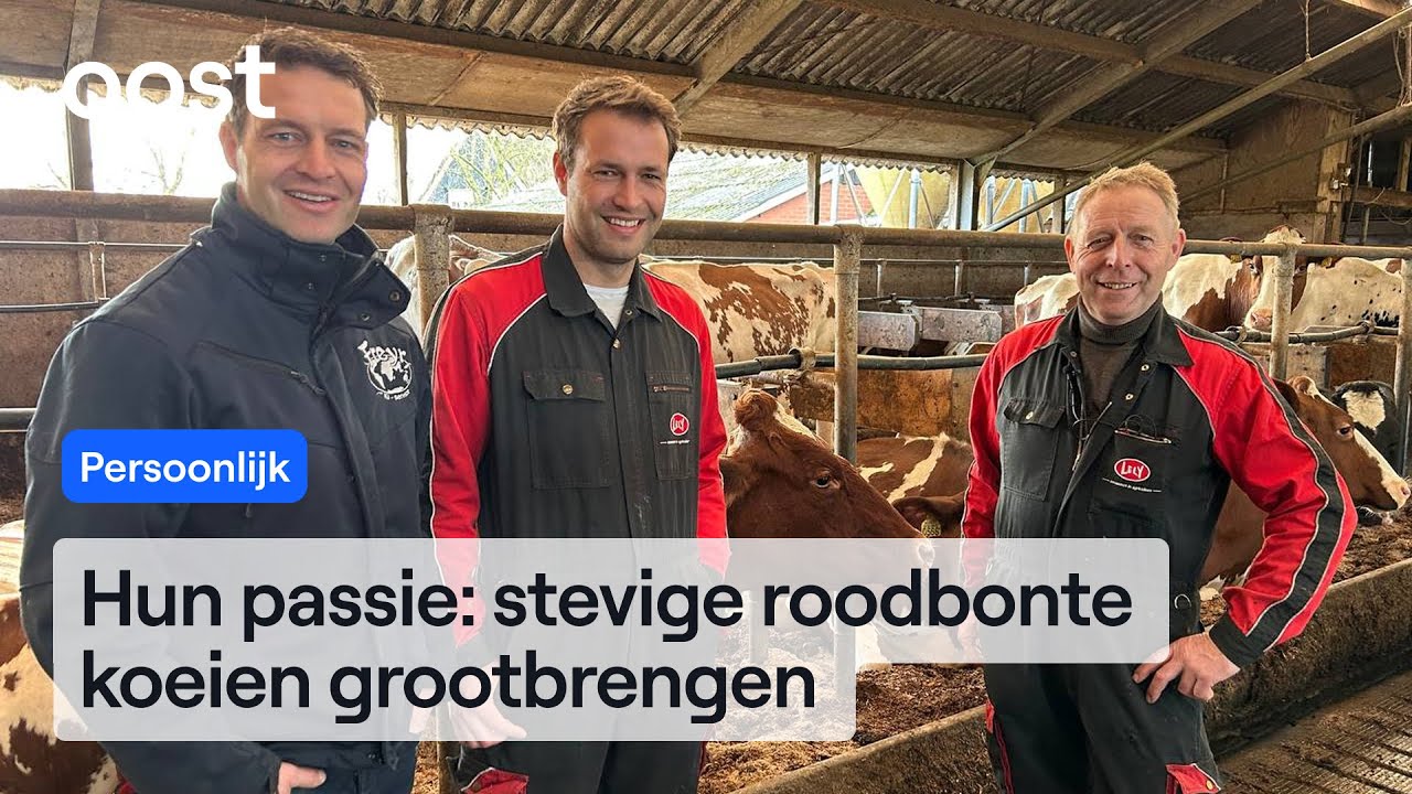 Deze boerenfamilie fokt de beste koeien van Nederland | RTV Oost