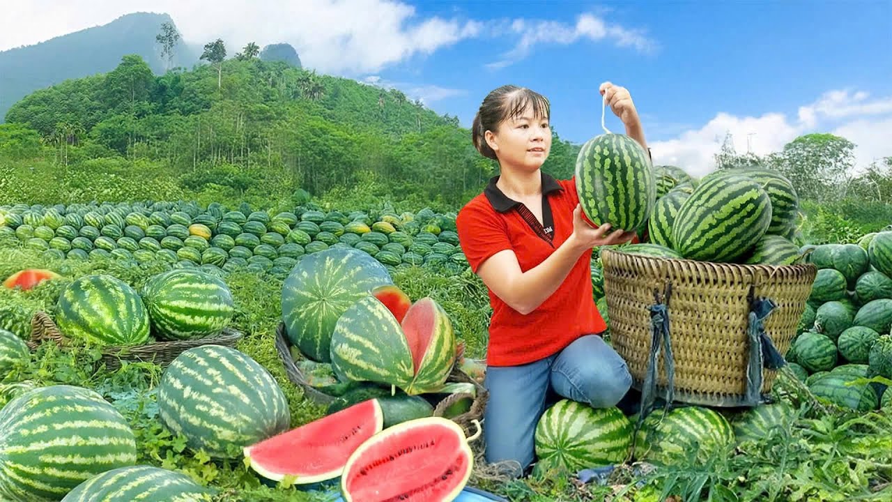 1000KG Giant Watermelon Harvest & Fast 3-Wheel Truck Market Delivery