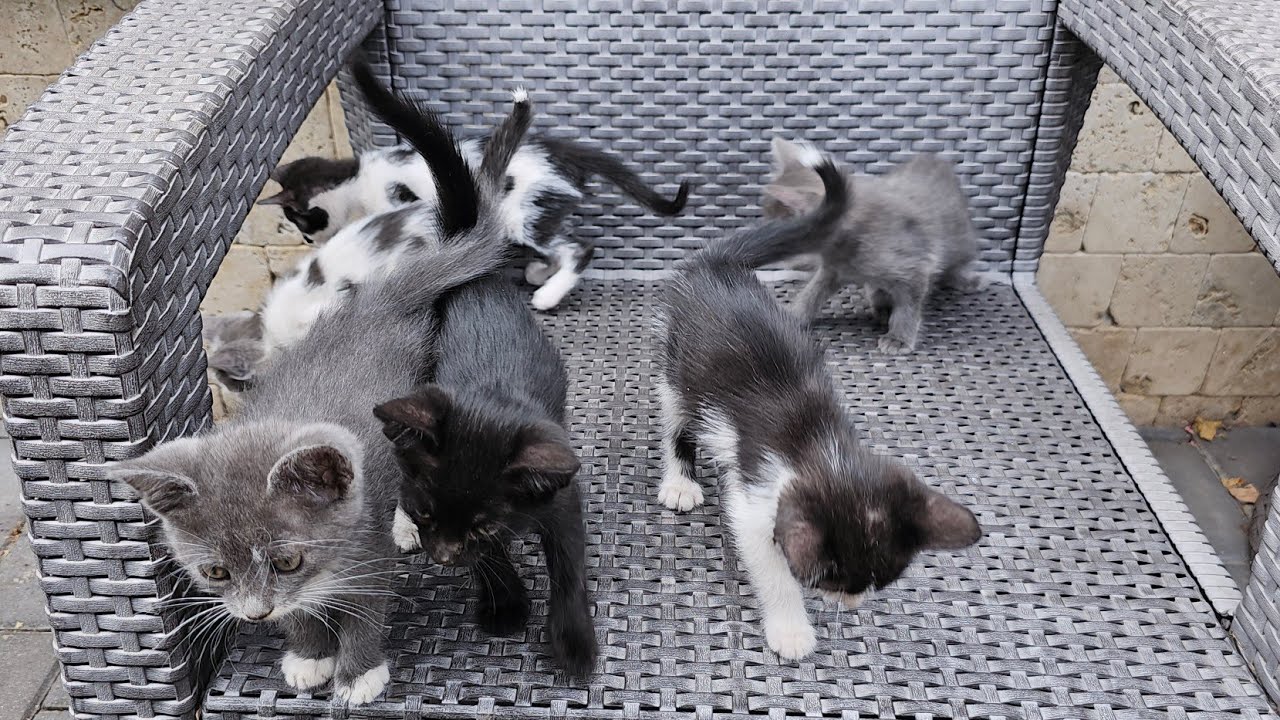 Pilaf cu pulpe de rață. Cum a ieșit acoperișul?! Am adoptat șase pisicei adorabili!!!!