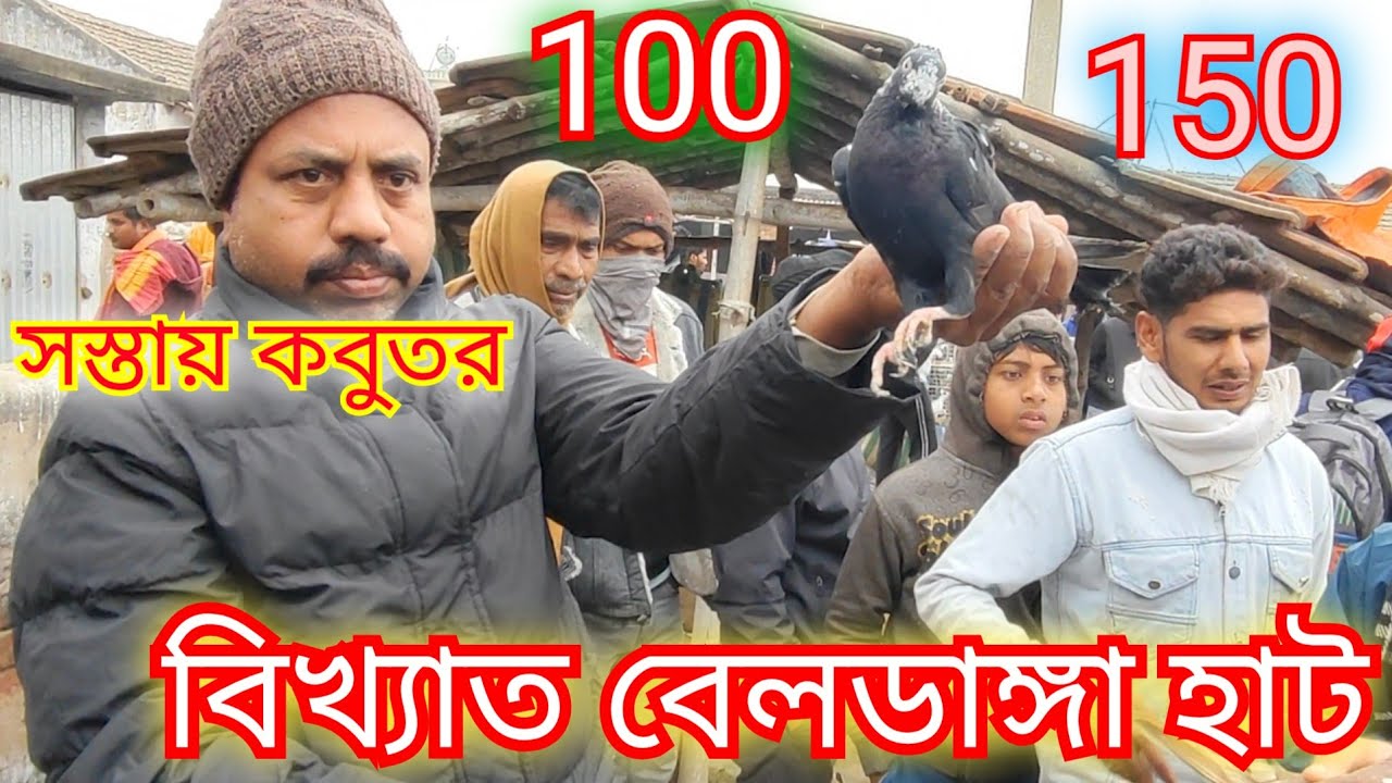 বিখ্যাত বেলডাঙ্গা কবুতর হাট। 100 টাকাই কবুতর ।beldanga pigeon markat 2026