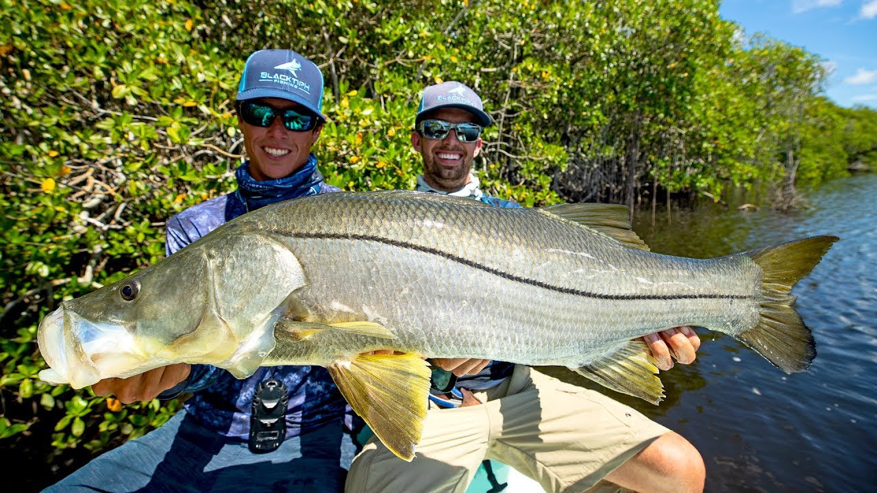 MASSIVE Topwater Snook Fishing