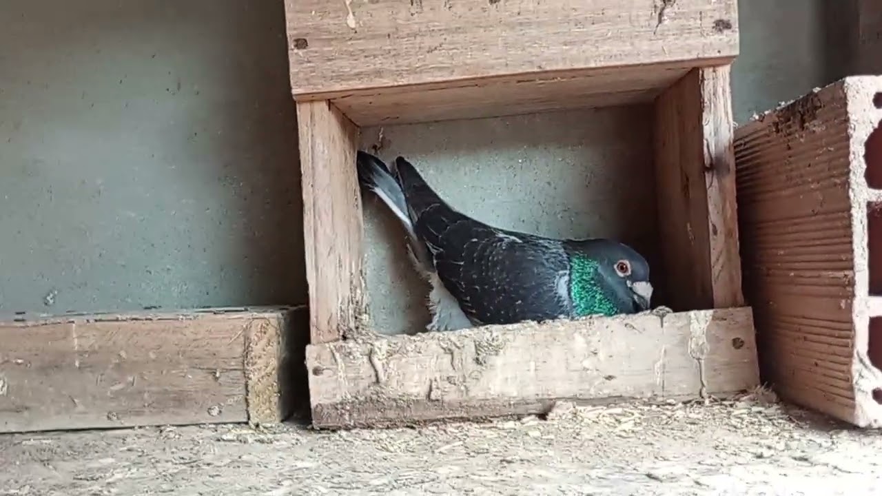Mostrando a pombadinha 