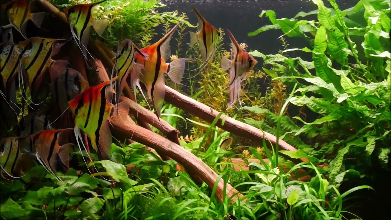 485. Nowe rybki Skalar Manacapuru,  Pterophyllum scalare Rio Manacapuru.