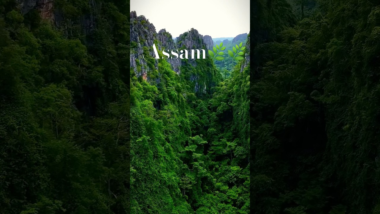 Nature of Assam🌿🌿|#monsoonphotography #nature #assam #monsoon #weather #summer #travel #rainsound
