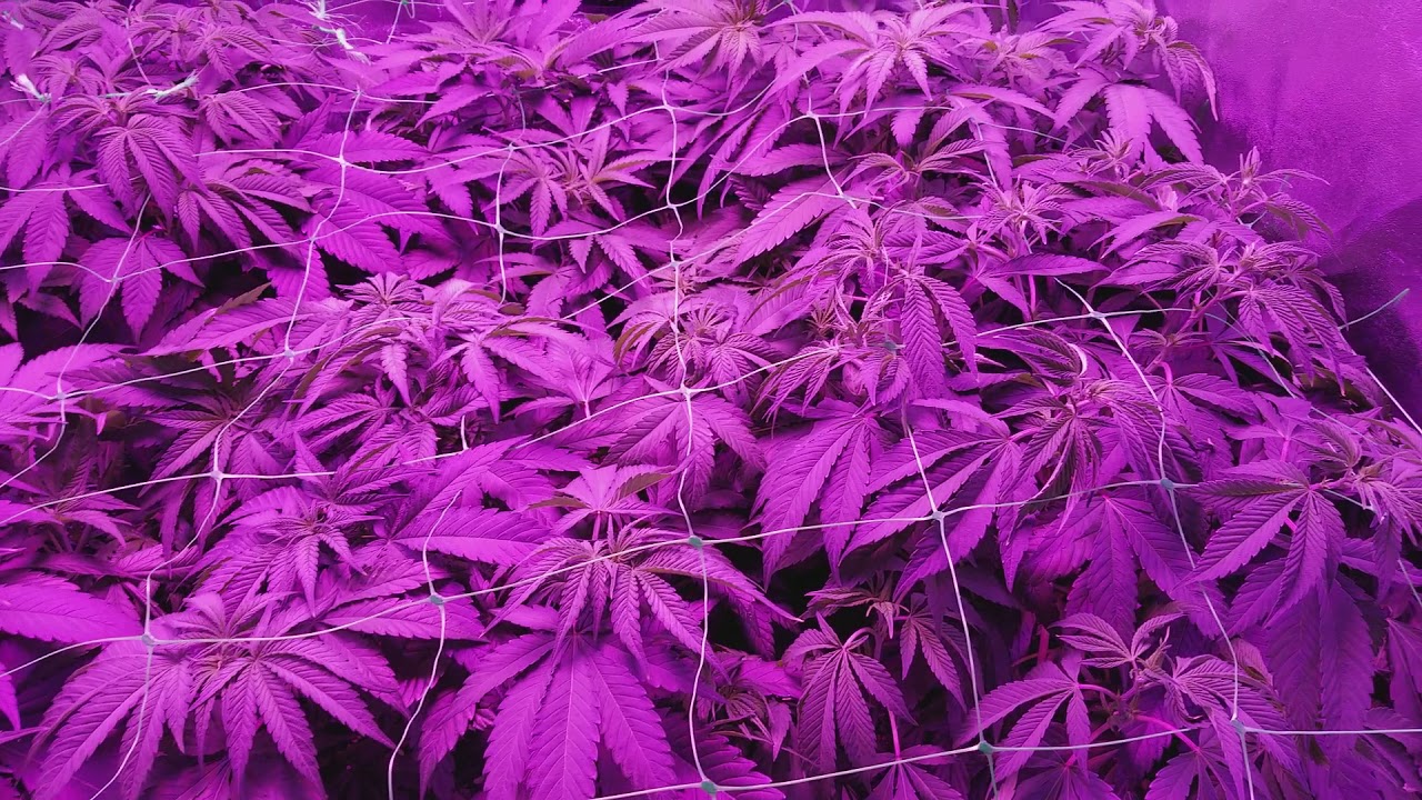 Grow tent 818 headband cali connection veg mars 1600 led