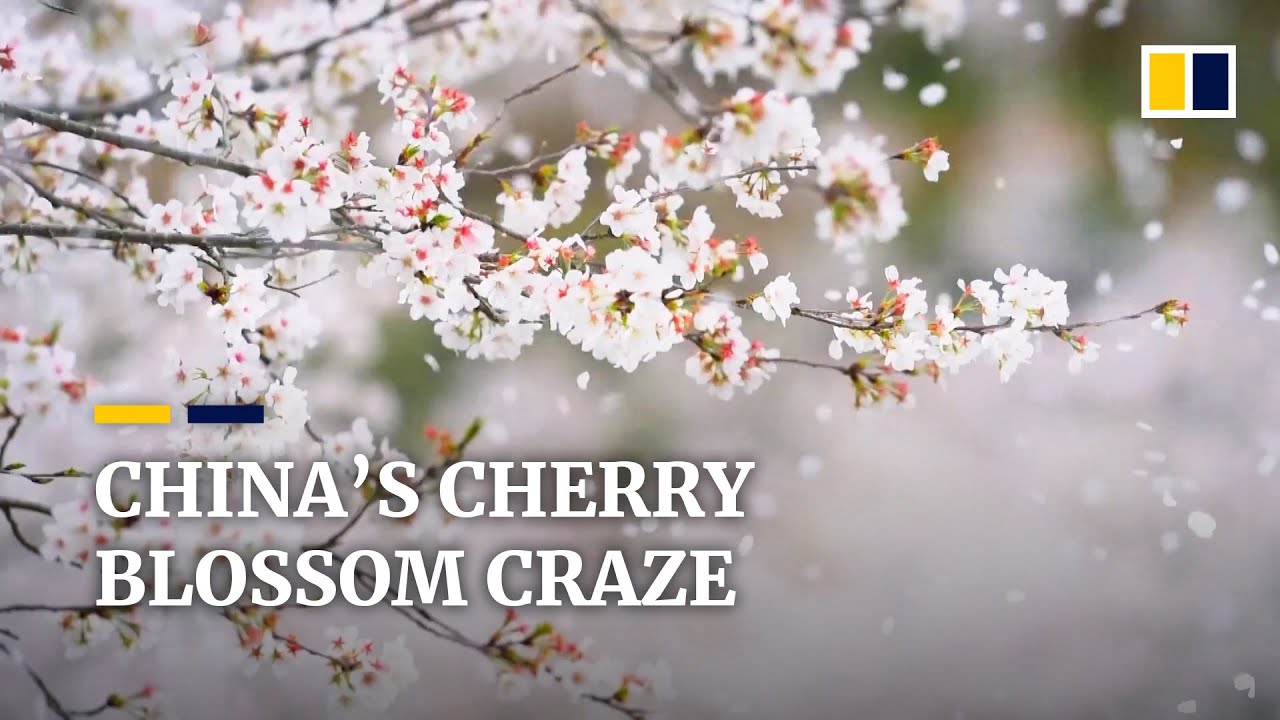 Cherry blossom craze hits shelves in China as tourism takes a hit amid latest Covid-19 wave